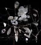 Sheila_Frankum_Honesty Seeds.jpg