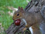 Sheila_Frankum_Nut Collecting.jpg