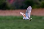 William_Hall_Cley Owl 1.jpg