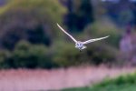 William_Hall_Cley Owl 2.jpg