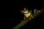 Red-eyed-Tree-Frog-Dave-Stroud.jpg