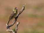 Usambiro-Barbet-Serengeti-Willie-Hall.jpg