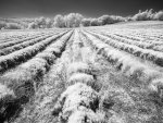 Steve_Field_Lavender Field in IR.jpg