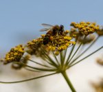 Sandra_Newton_In the Fennel.jpg