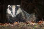 Les_Gordon_Badger.jpg