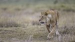 Keith_Worthington_Lion Hunting.jpg