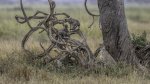Keith_Worthington_Cheetah Mum and Cubs.jpg