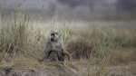 Keith_Worthington_Baboon Sentry.jpg
