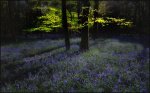 John_Boteler_BLUEBELL WOODS.jpg