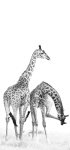 Helen_Stewart_Flexible giant.jpg