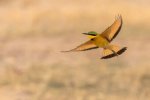 Dave_Stroud_Little Bee-eater in flight.jpg