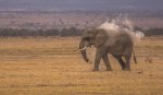 Dave_Stroud_Elephant (and egrets) Dust Bath.jpg