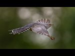Dave_Atkinson_Yorkshire Cuckoo in Flight.jpg