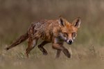 Dave_Atkinson_Evening Prowl.jpg