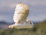 Dave_Atkinson_Barn Owl.jpg
