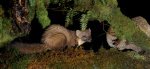 Alan_Lewis_Pine Marten.jpg