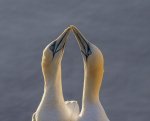 Alan_Lewis_Gannet.jpg