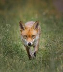 Alan_Lewis_Fox.jpg