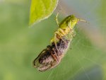 Adrian_Cubitt_Said the Spider to the Fly.jpg