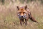 A 11 Vixen Stare Dave Atkinson.jpg