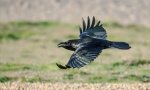 A 12 Raven Ron Perkins.jpg