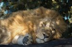 A 14 Male Lion Alan Lewis.jpg