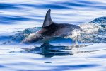A 16 Deep into the blue Adrian Cubitt.jpg