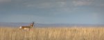 B 07 Pronghorn Antelope Dave Stroud.jpg