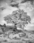 B 09 Bradgate Park Tree Steve Field.jpg