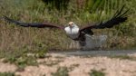 B 11 Fish Eagle Snatch Dave Atkinson.jpg