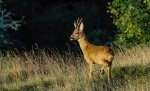 B 12 Roebuck Ron Perkins.jpg