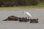 B 14 Egret fishing Alan Lewis.jpg