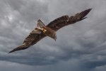 B 16 Black Kite Adrian Cubitt.jpg