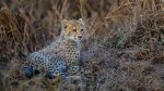 C 03 Cheetah Cub Keith Worthington.jpg