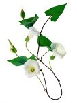 C 04 Bindweed Serpent Ian Bray.jpg