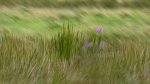 C 05 Foxglove and Rushes Jill Bain.jpg