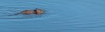 C 07 Muskrat Dave Stroud.jpg