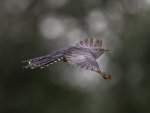 C 11 Cuckoo in Flight Dave Atkinson.jpg