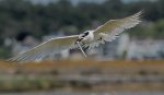 C 12 Sandwich Tern Ron Perkins.jpg