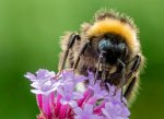 C 13 Feeding Bee William Hall.jpg