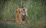 C 14 Foxs fighting Alan Lewis.jpg