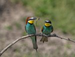 C 18 European Bee Eater with Dragon fly offering Les Gordon.jpg