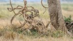 D 03 Mother and Cheetah Cubs Keith Worthington.jpg