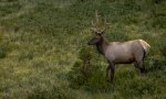 D 07 Elk Dave Stroud.jpg