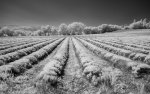D 09 Lavender Field IR Steve Field.jpg