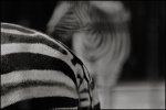 D 10 ZEBRA SRIPES John Boteler.jpg