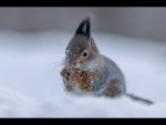 D 11 Winter Snack Dave Atkinson.jpg