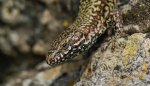 D 12 Wall Lizard Ron Perkins.jpg
