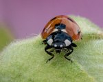 D 13 Ladybird William Hall.jpg