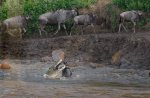 D 14 Wildebeest Crosssing Alan Lewis.jpg